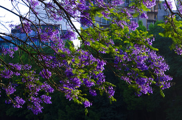 蓝花楹