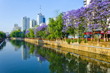 城市风光 盘龙江 蓝花楹