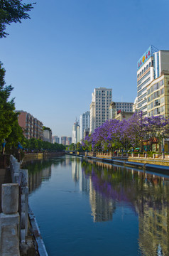 城市风光 盘龙江 蓝花楹