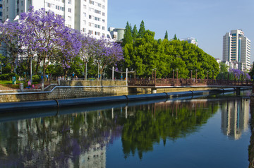 城市风光 盘龙江 蓝花楹