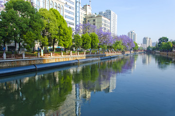 城市风光 盘龙江 蓝花楹