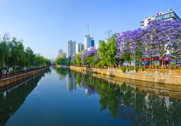 城市风光 盘龙江 蓝花楹