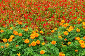 绿化 鲜花