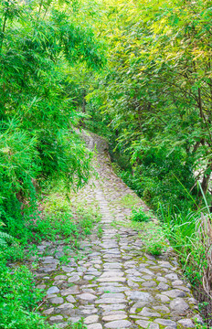 小路幽静 竹林古道 山间小路