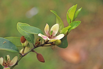 一枝含笑花