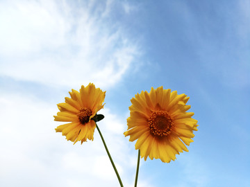 天空黄色花朵