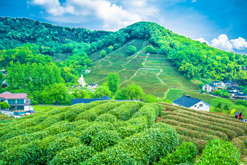 茶山 茶园