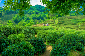 茶山 茶园