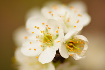 樱桃花