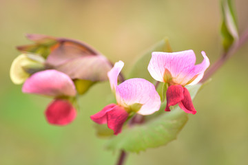 豌豆花