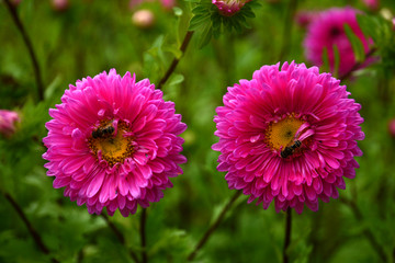 菊花上的蜜蜂