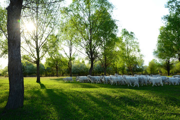 绿色牧场羊群