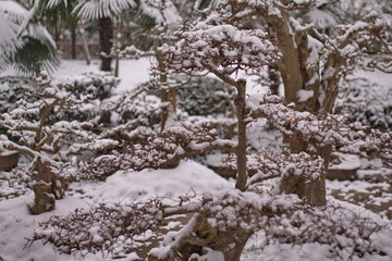 雪景