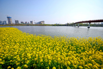 金华八咏公园婺江畔油菜花