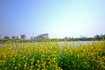 金华八咏公园油菜花 婺剧院