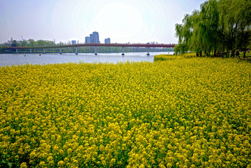 金华八咏公园油菜花 花海