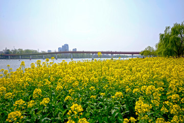 金华八咏公园彩虹桥油菜花