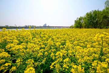 金华八咏公园油菜花海