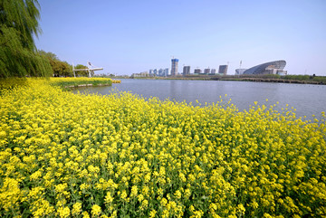 金华八咏码头油菜花