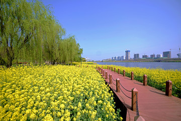 金华八咏公园游步道 油菜花