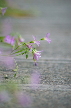 红花酢浆草