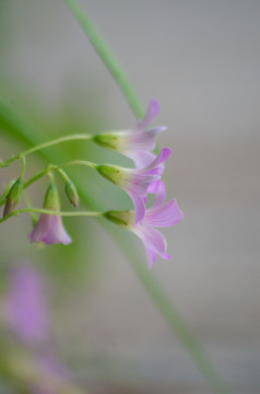 红花酢浆草