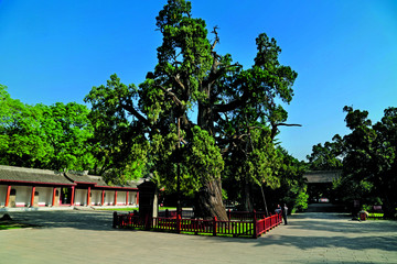 延安市 黄陵县 黄帝陵景区