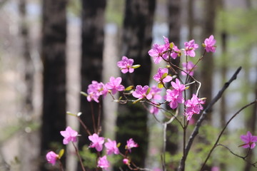 杜鹃花