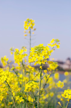 油菜花