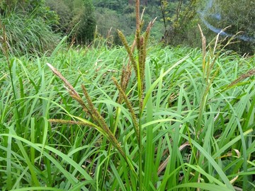 涝峪薹草