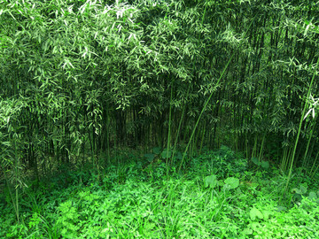 水竹 竹林
