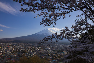 富士山樱花