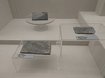 贵州龙化石标本