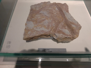 中国拟鳞木化石