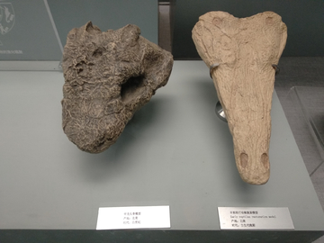 古生物骨骼化石标本