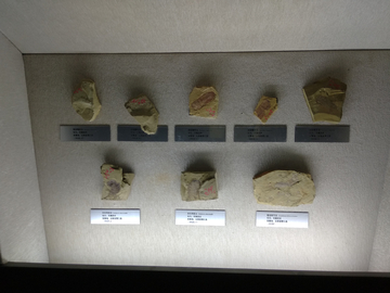 古生物化石标本