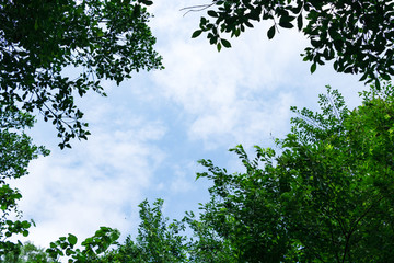 天空树枝