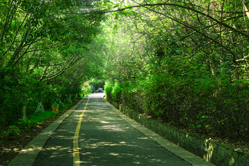 树林步道