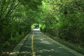 树林步道