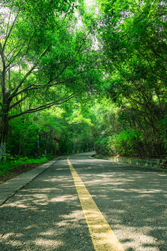 树林步道