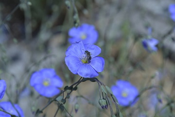 亚麻花