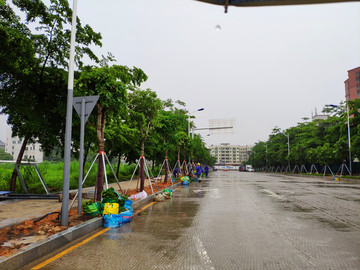 冒雨绿化建设 绿化工程