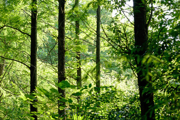 森林中的阳光 背景壁纸