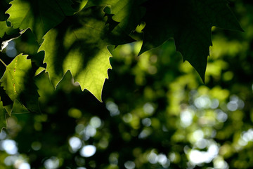 悬铃木叶子 阳光下的绿叶