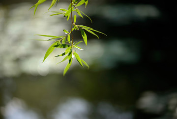 柳树叶 阳光绿叶