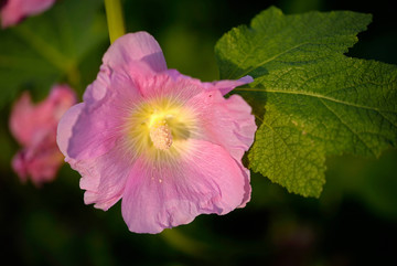 木芙蓉