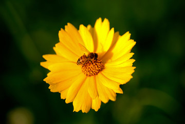 蜜蜂和黄色金鸡菊