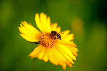 蜜蜂采蜜 金鸡菊