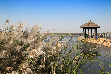 山东省 东营市黄河口生态旅游区