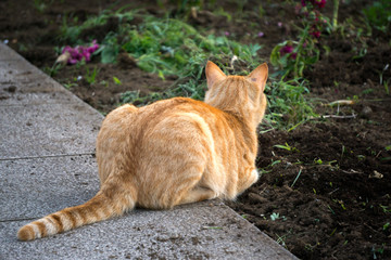 花园 野猫